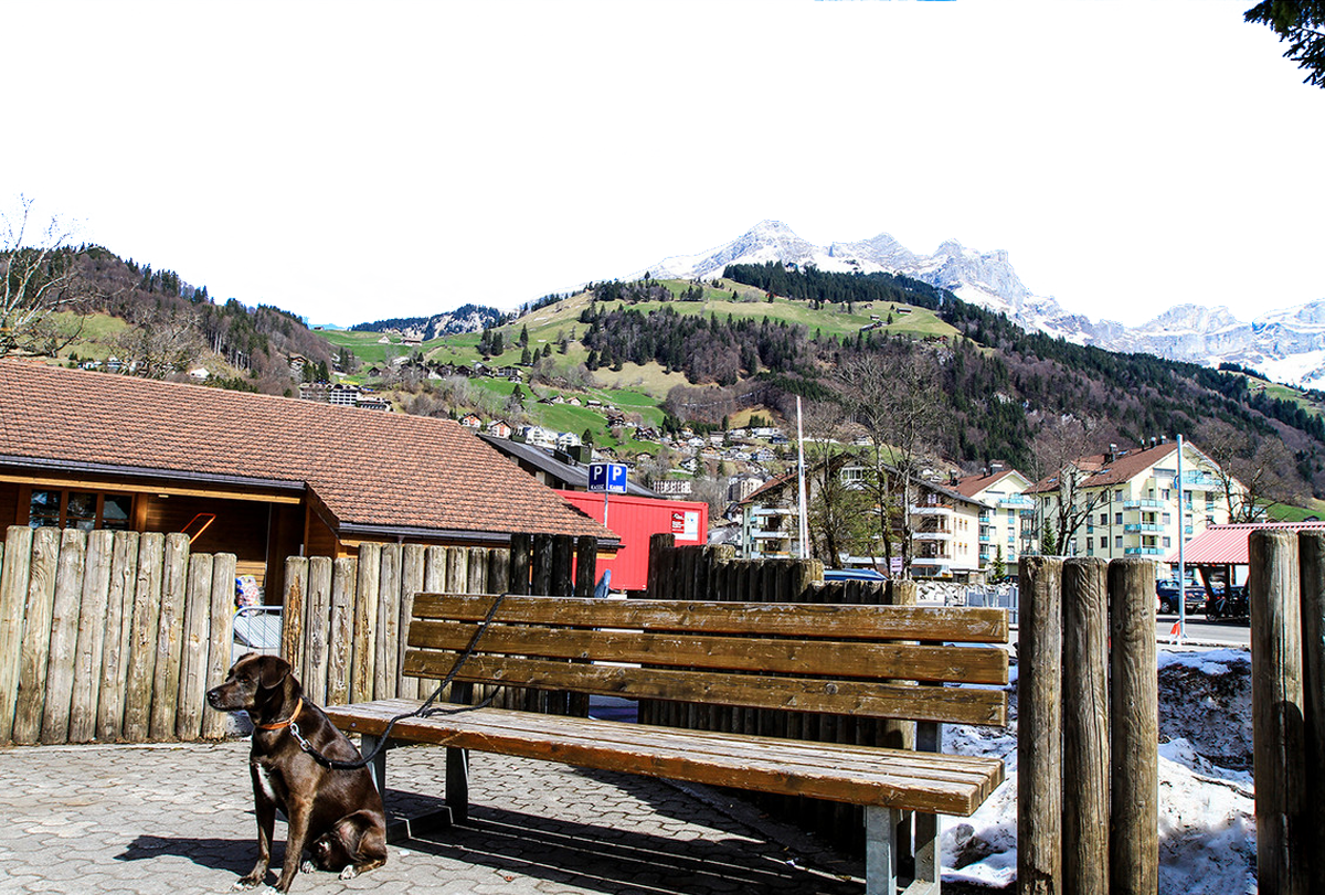 Dog Chained to a Bench – Switzerland