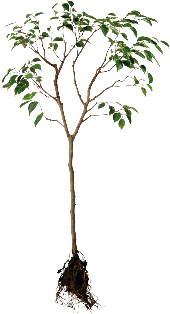 Tree with Root PNG Image