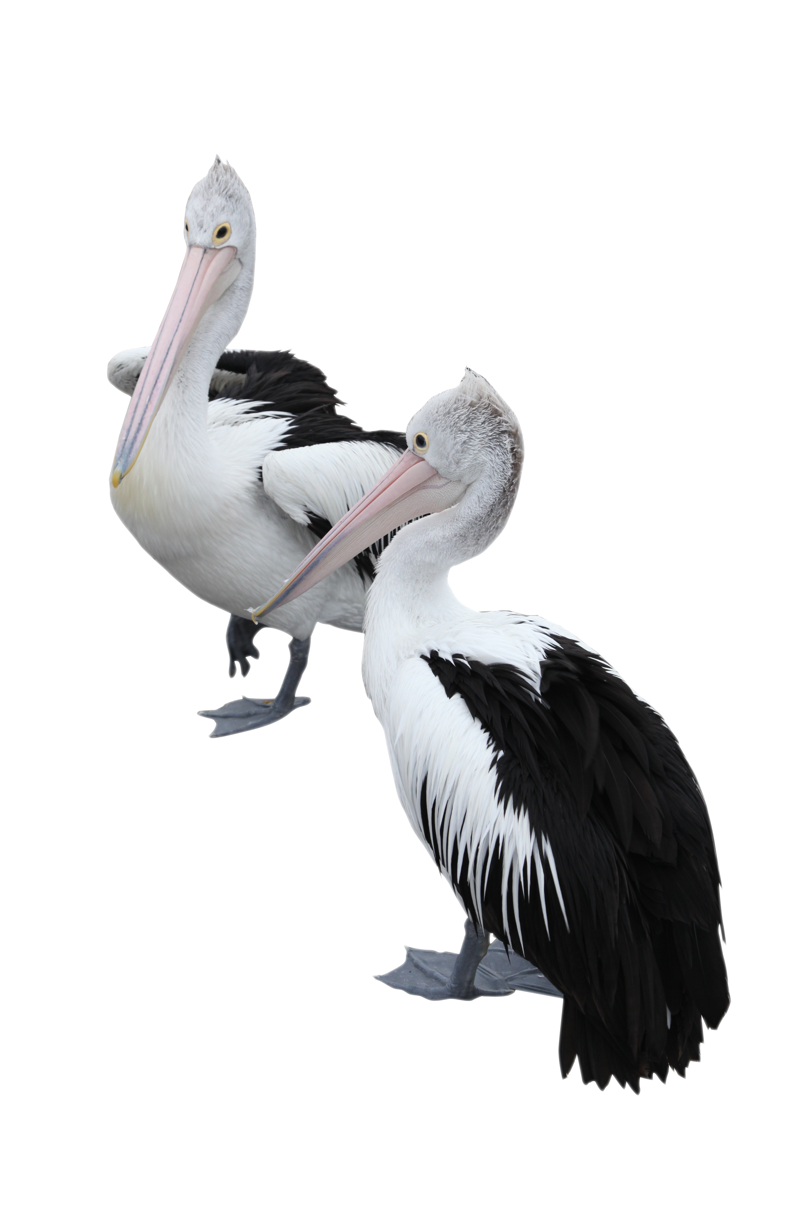 Two Pelicans PNG Image