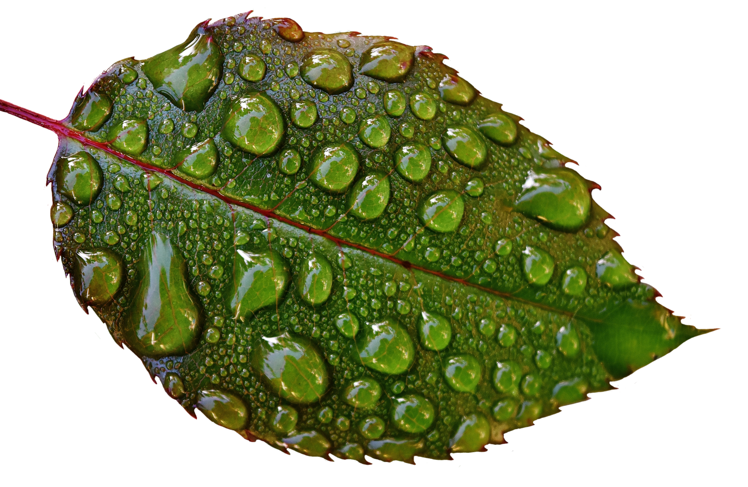 Water Drops on Leaves PNG Image