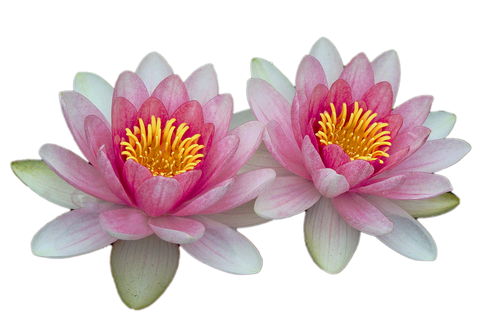 Water Lilies PNG Image