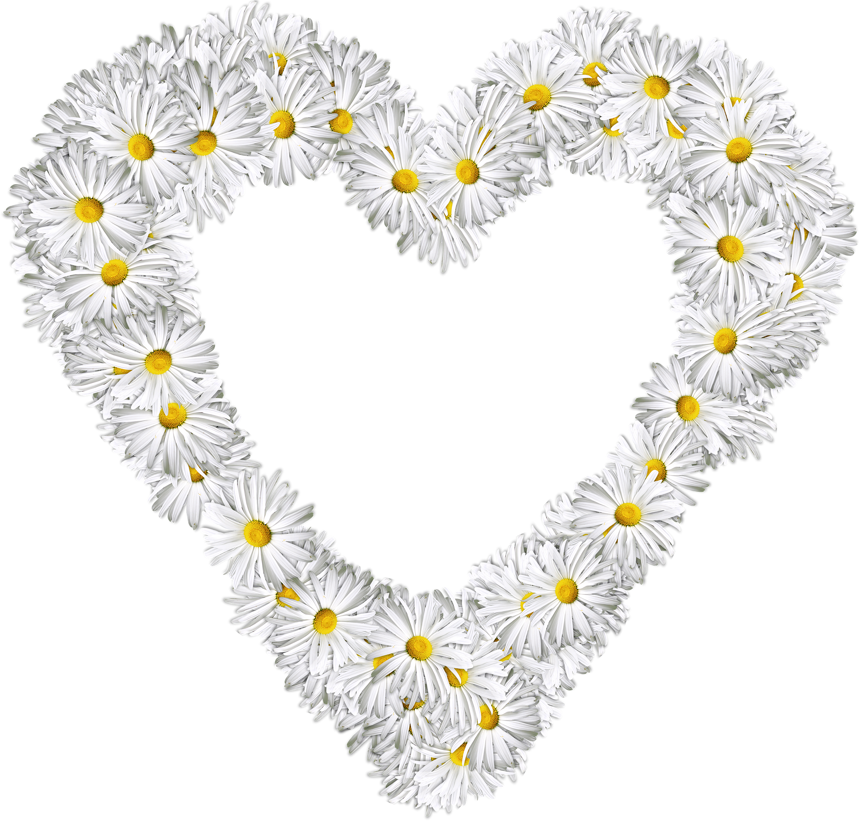 White Flowers Heart PNG Image