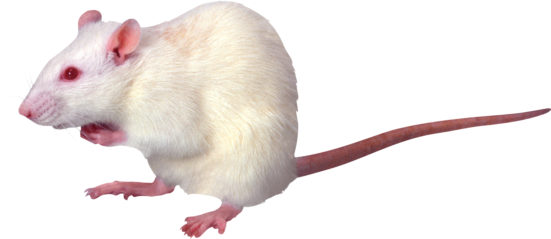 Download White Rat PNG Image For Free