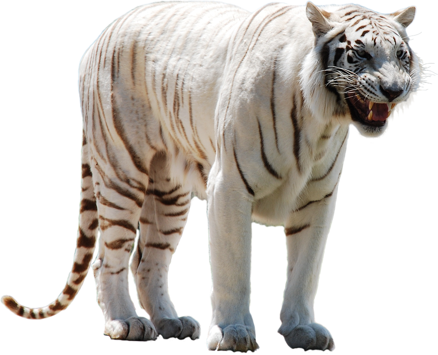 White Tiger PNG Image