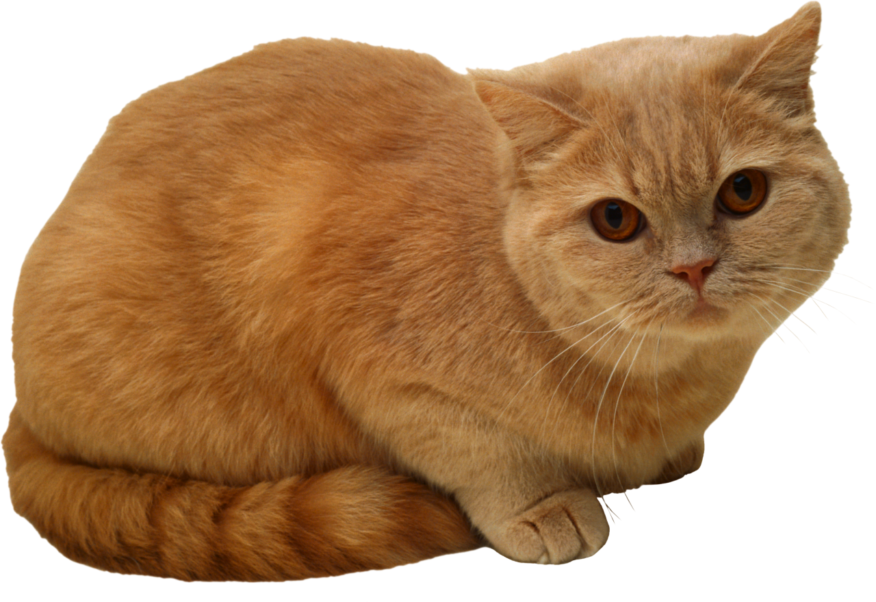 Sitting Cat PNG PNG Image - PurePNG | Free transparent CC0 PNG Image ...