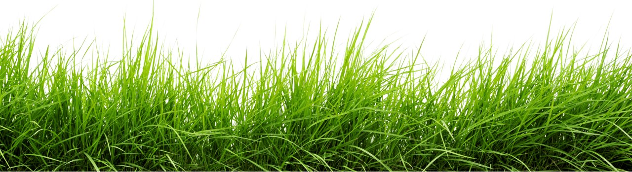 Line Of Grass PNG Image - PurePNG | Free transparent CC0 PNG Image Library