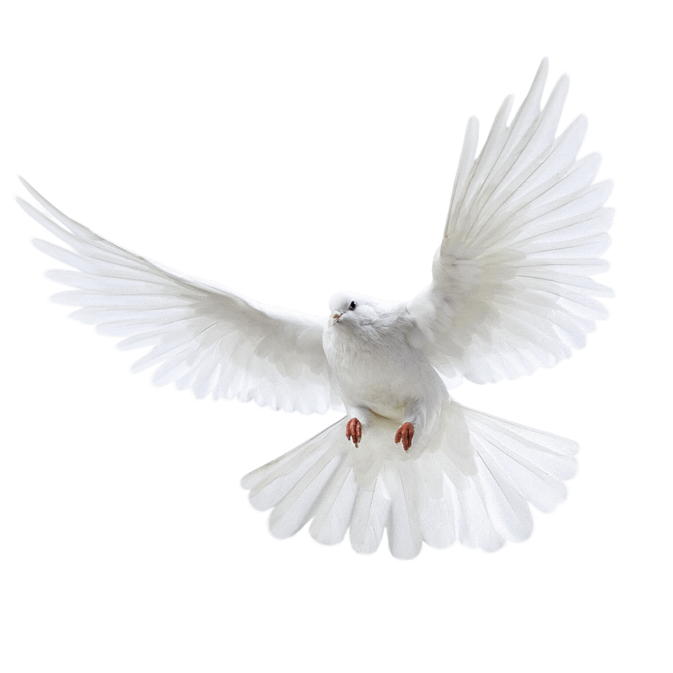 White Pigeon flying PNG Image - PurePNG | Free transparent CC0 PNG