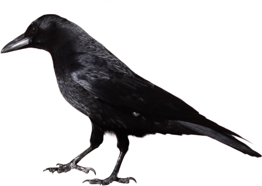 Crow from Side PNG Image - PurePNG | Free transparent CC0 PNG Image Library