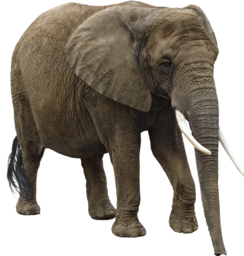 Elephant PNG Image - PurePNG | Free transparent CC0 PNG Image Library