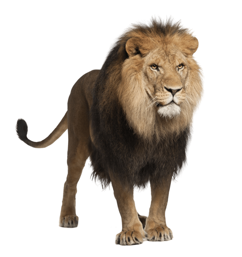 Lion walking PNG Image - PurePNG | Free transparent CC0 ...