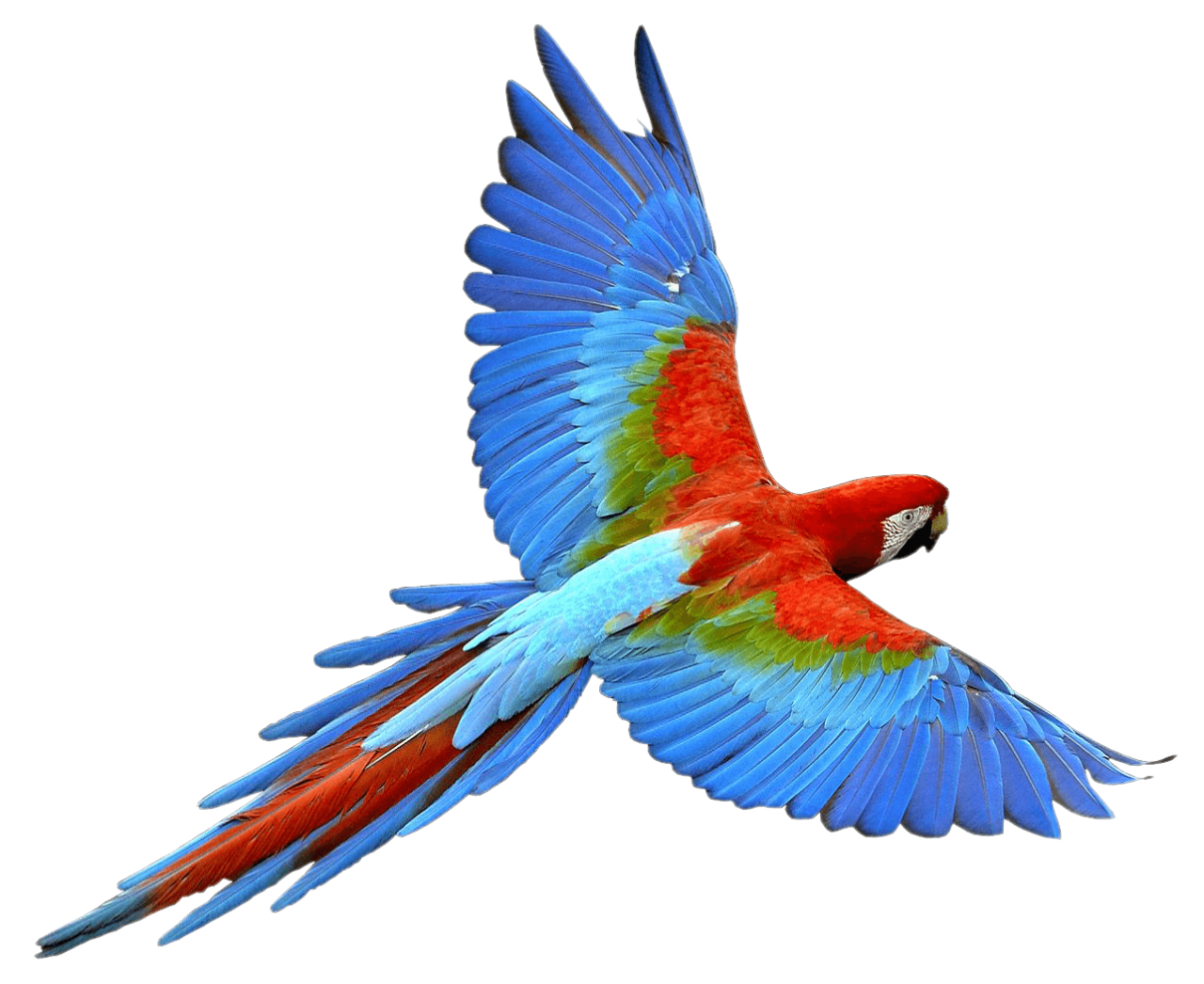 Parrot Png Image Purepng Free Transparent Cc0 Png Image Library