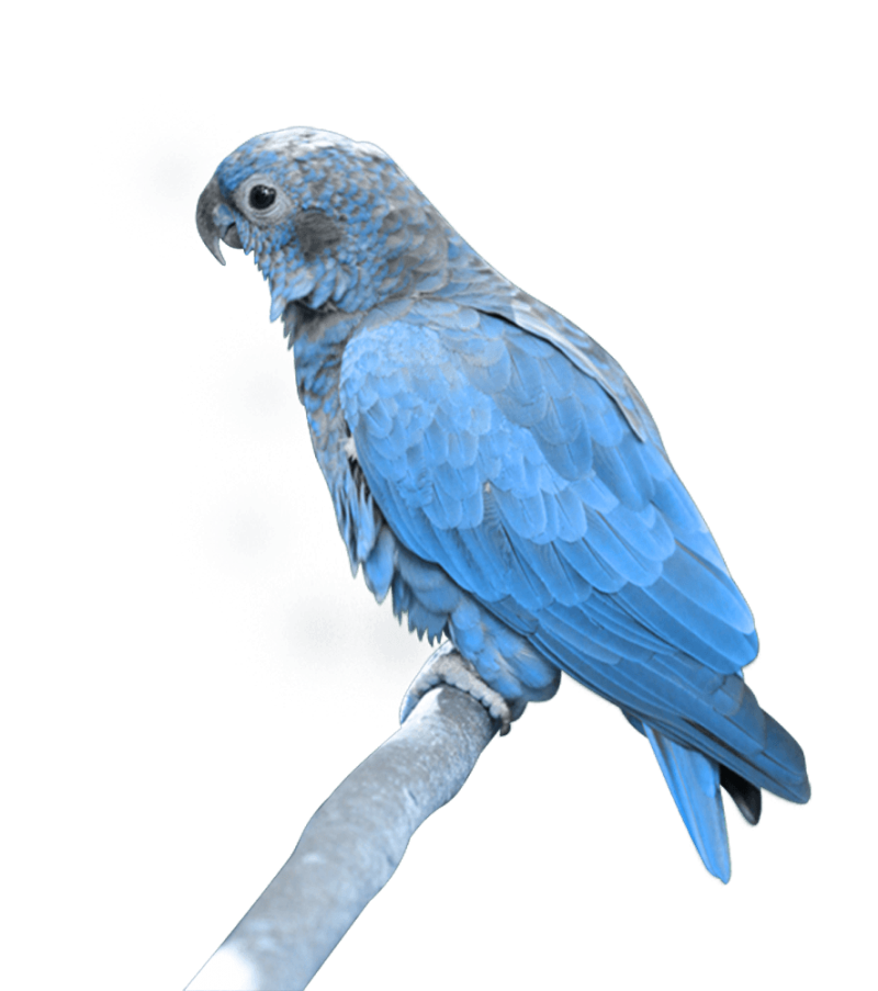 Blue Parrot Sitting Png Image Purepng Free Transparent Cc0 Png