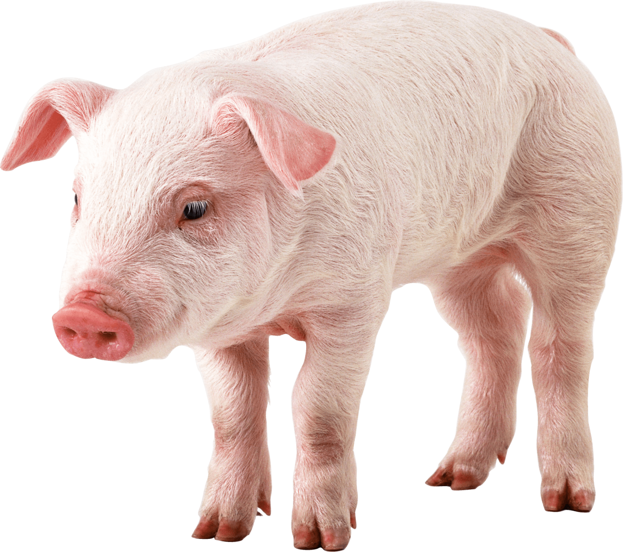 Pig PNG Image - PurePNG | Free Transparent CC0 PNG Image Library