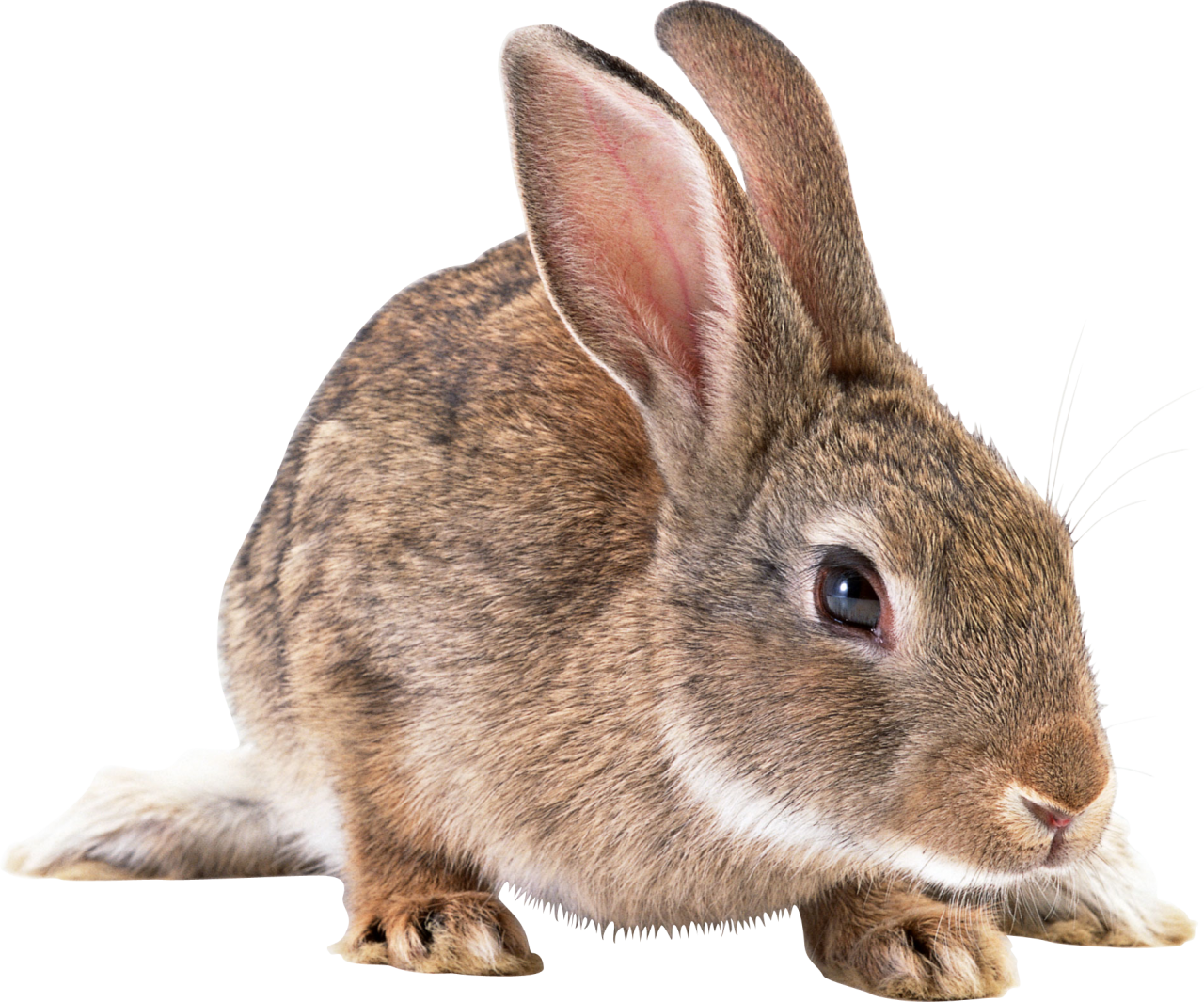 Cute brown rabbit PNG Image - PurePNG | Free transparent CC0 PNG Image