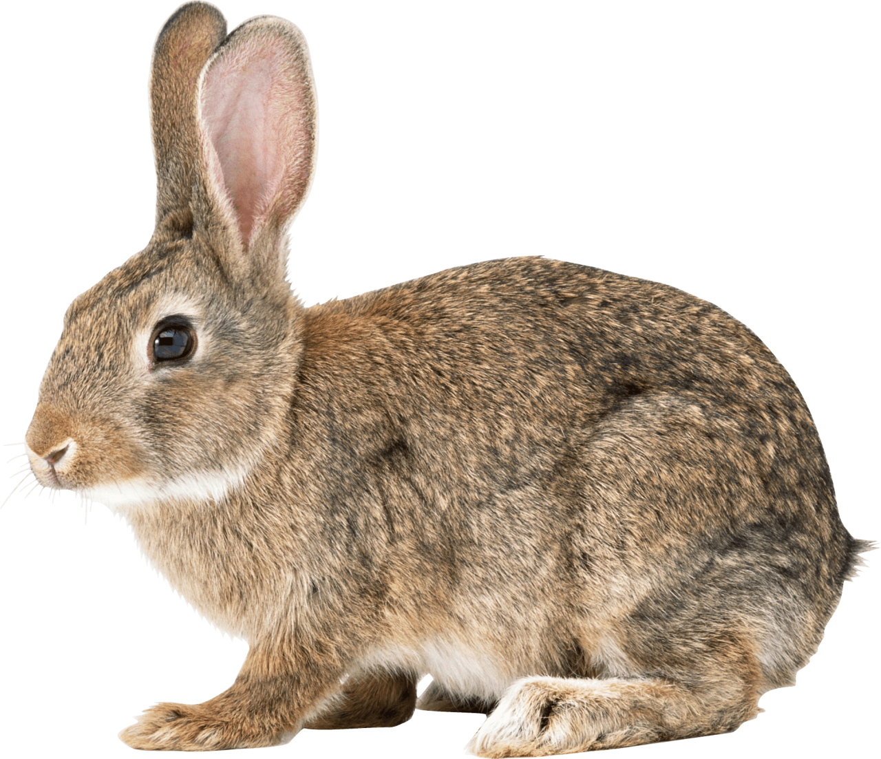 brown rabbit PNG Image - PurePNG | Free transparent CC0 PNG Image Library