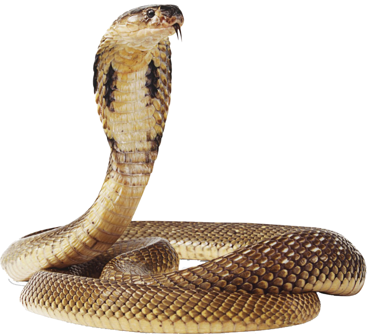 Snake PNG Image - PurePNG | Free transparent CC0 PNG Image Library