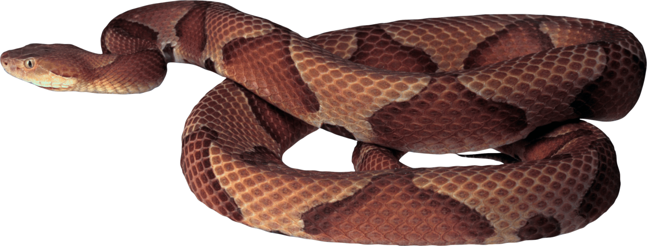 Brown Snake PNG Image - PurePNG | Free transparent CC0 PNG Image Library