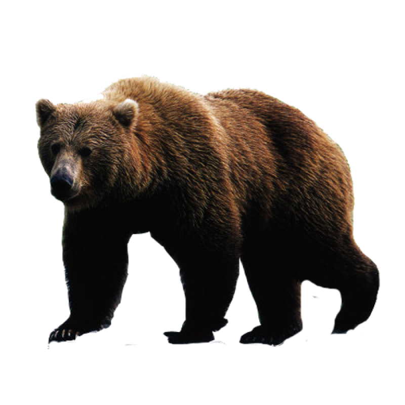 Grizzly Bear Png Png Image Collection – Themelower