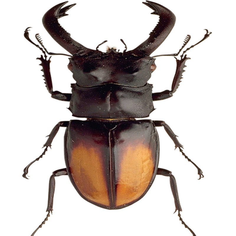 Black Beetle PNG Image PurePNG Free transparent CC0 PNG Image Library