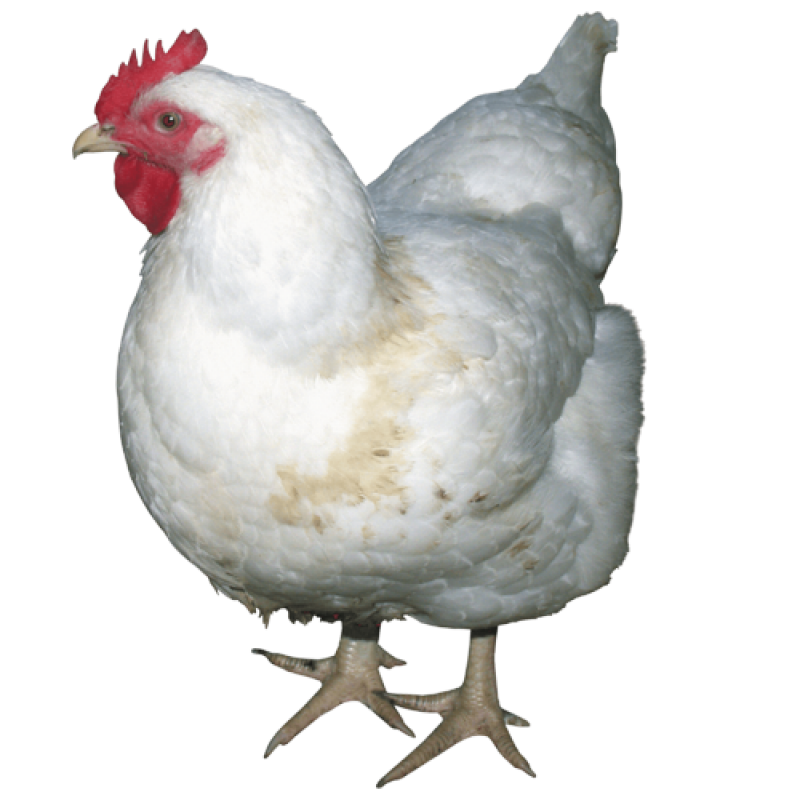 Chicken PNG Image - PurePNG | Free transparent CC0 PNG ...