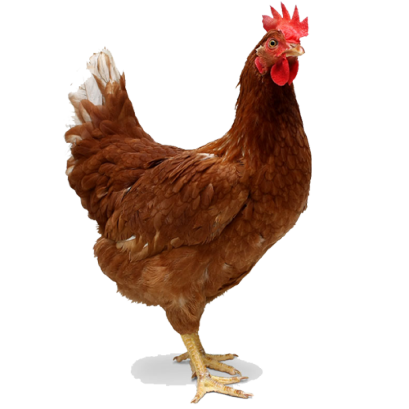 Chicken Png Image Purepng Free Transparent Cc Png Image Library