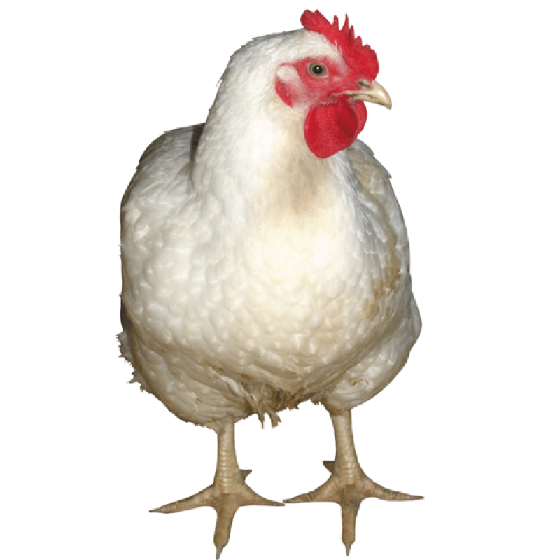 Chicken Png Image Purepng Free Transparent Cc Png Image Library