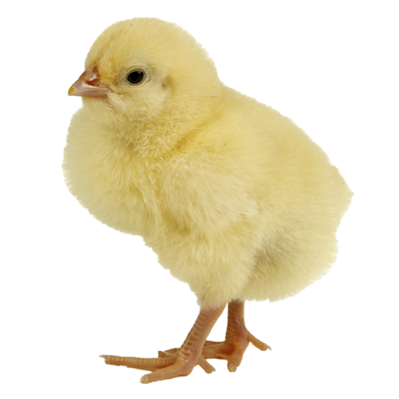 Chicken PNG Image - PurePNG | Free transparent CC0 PNG Image Library