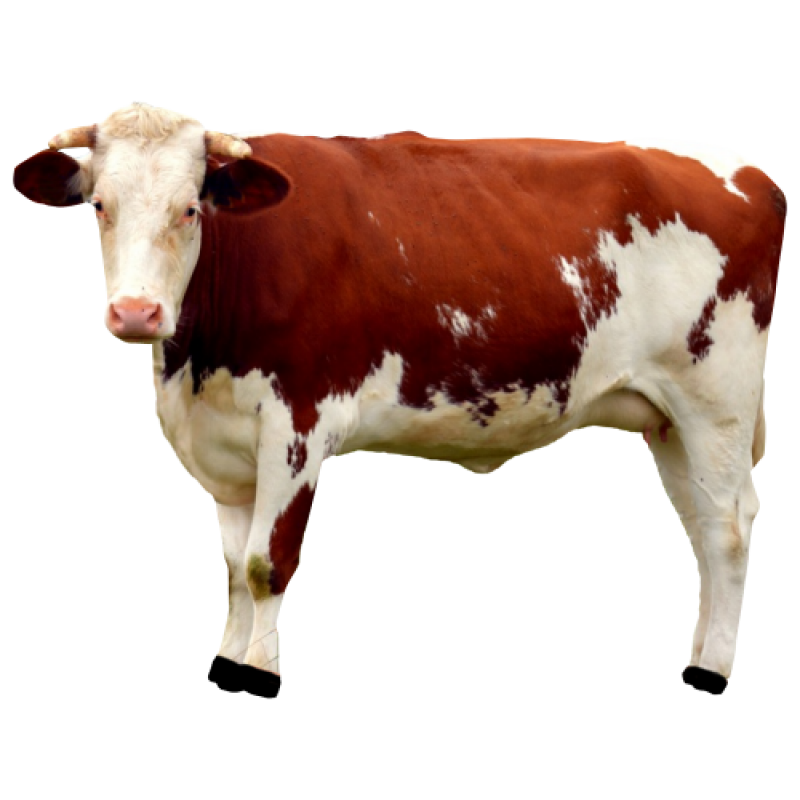 Cow PNG Image - PurePNG | Free transparent CC0 PNG Image Library