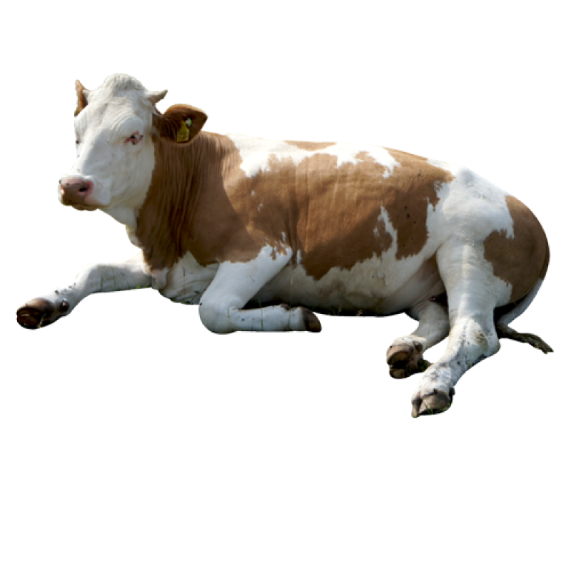 Cow PNG Image - PurePNG | Free transparent CC0 PNG Image Library