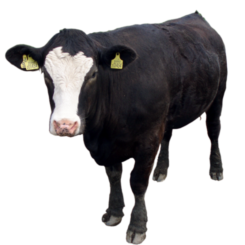 Angus Cattle Png Transparent Angus Cattle Png Images - vrogue.co
