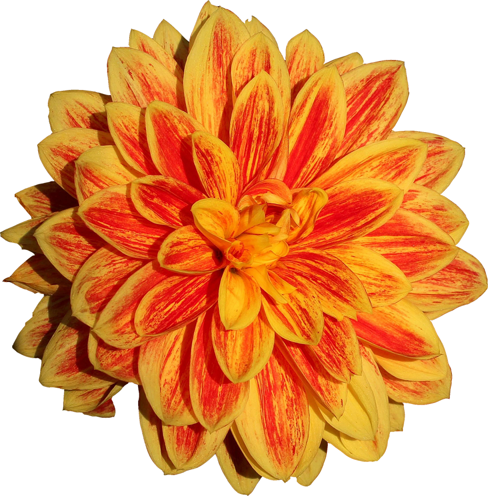 Dahlia Flower PNG Image - PurePNG | Free transparent CC0 PNG Image Library