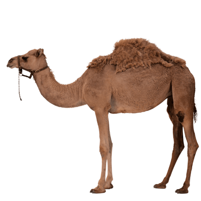 Desert Camel PNG Image - PurePNG | Free transparent CC0 ...