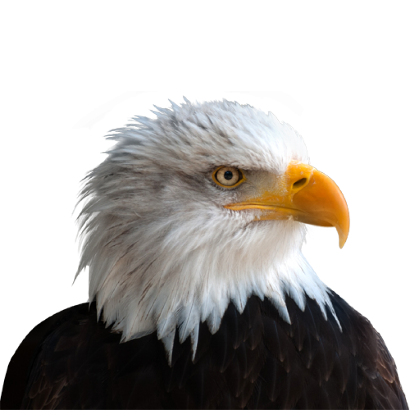 Eagle PNG Image - PurePNG | Free transparent CC0 PNG Image Library