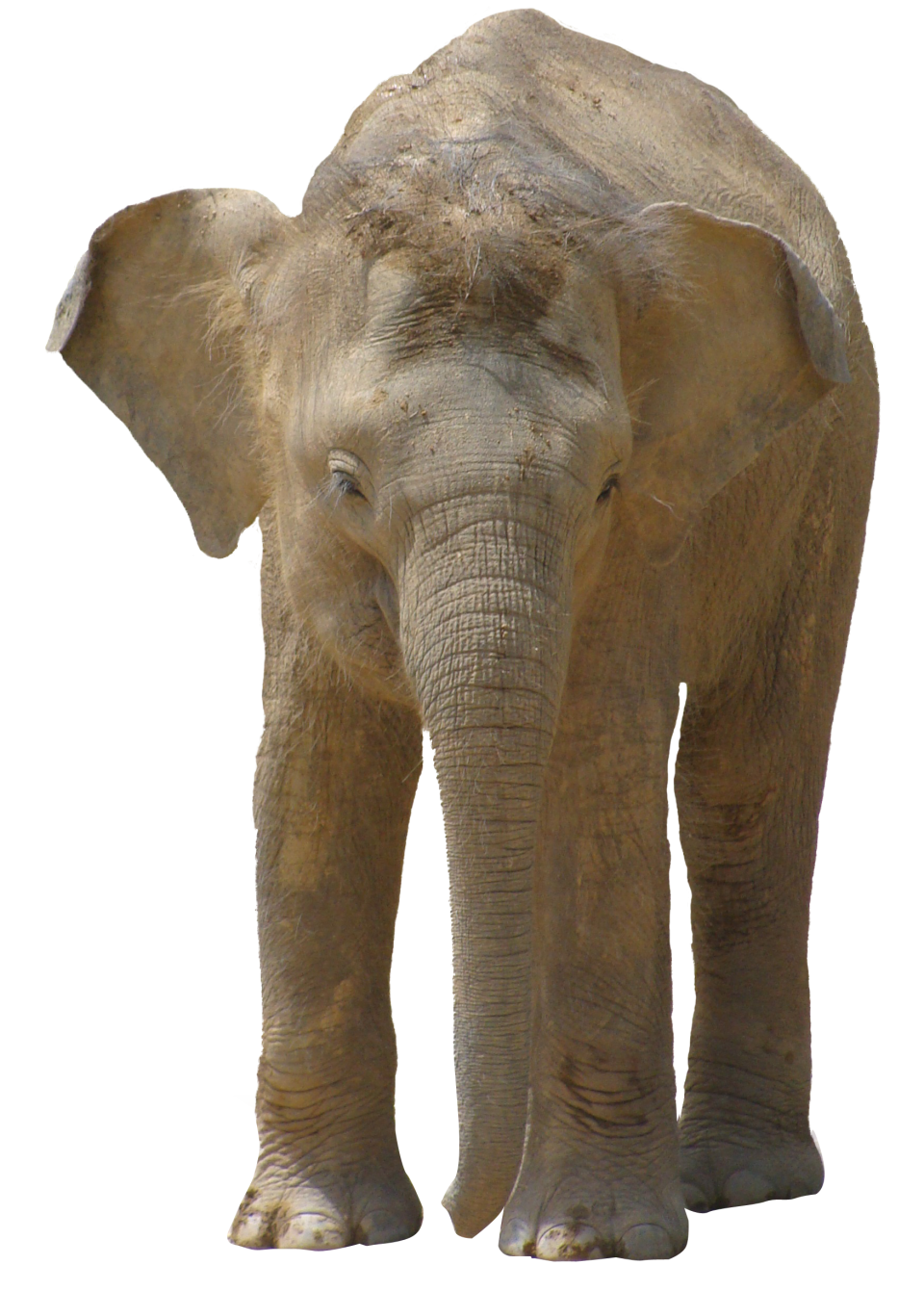 Elephant PNG Image - PurePNG | Free transparent CC0 PNG Image Library