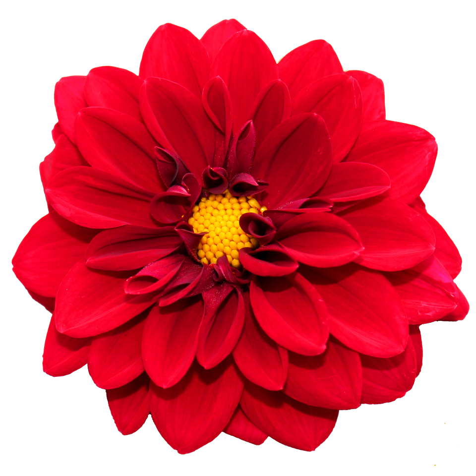 Flower PNG Image - PurePNG | Free transparent CC0 PNG Image Library