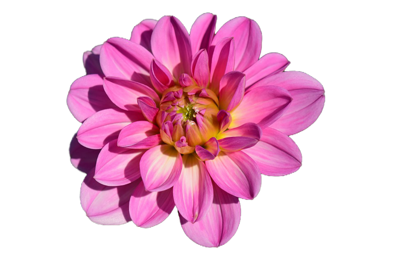 Flower PNG Image - PurePNG | Free transparent CC0 PNG Image Library