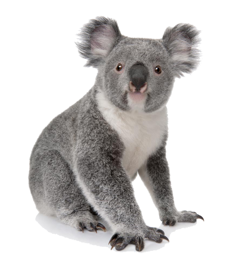 Koala Bear PNG Image - PurePNG | Free transparent CC0 PNG Image Library