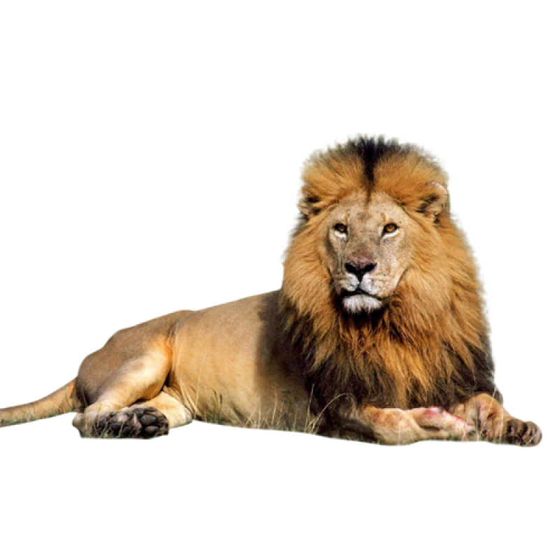 Lion Png Image Purepng Free Transparent Cc0 Png Image Library