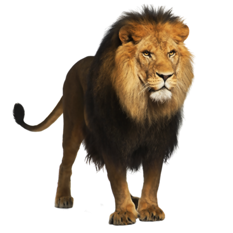 Lion PNG Image PurePNG Free Transparent CC0 PNG Image Library