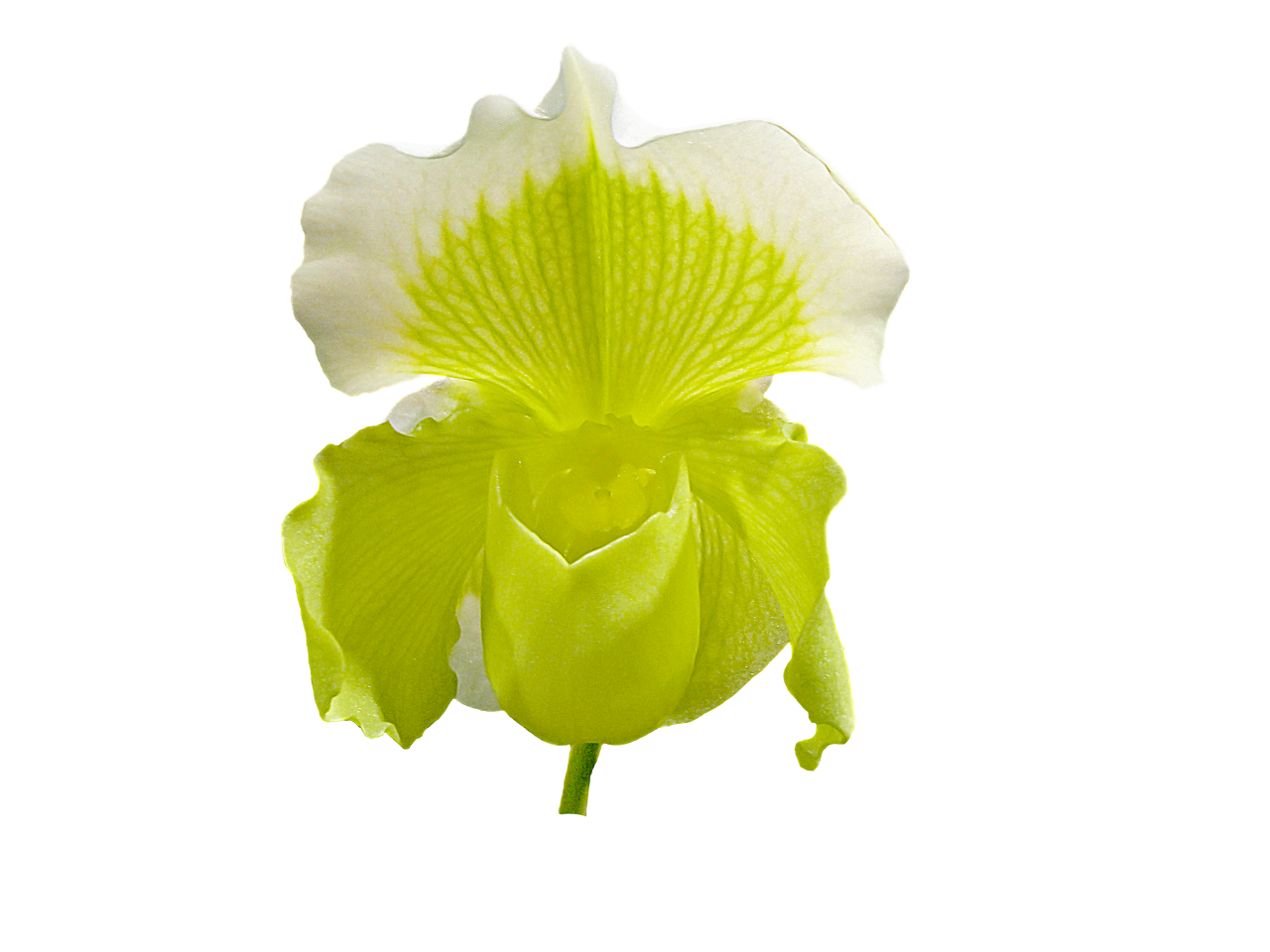 Orchid Flower PNG Image - PurePNG | Free transparent CC0 ...