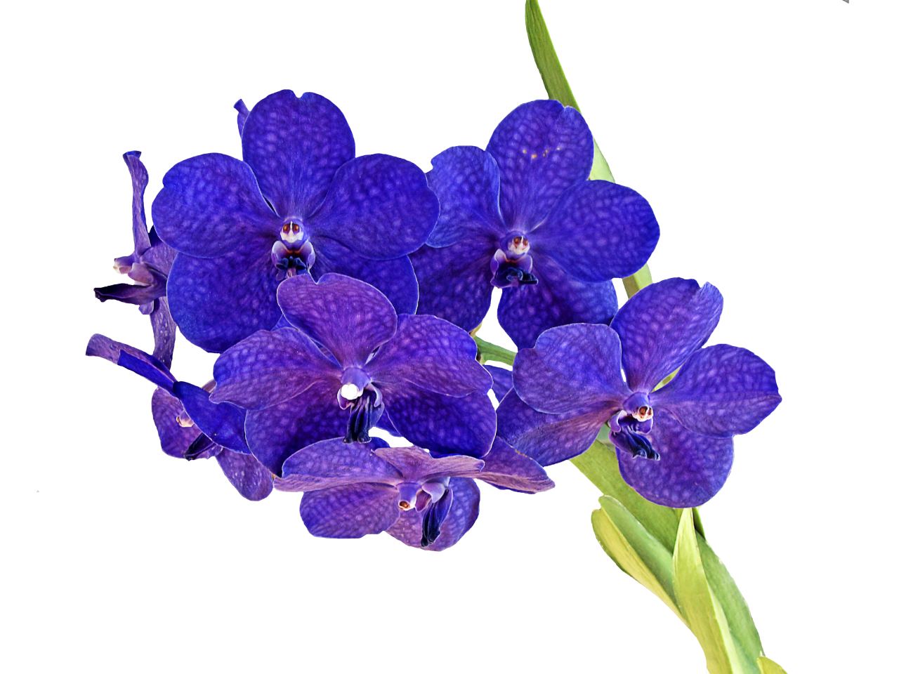 Orchid PNG Image - PurePNG | Free transparent CC0 PNG Image Library