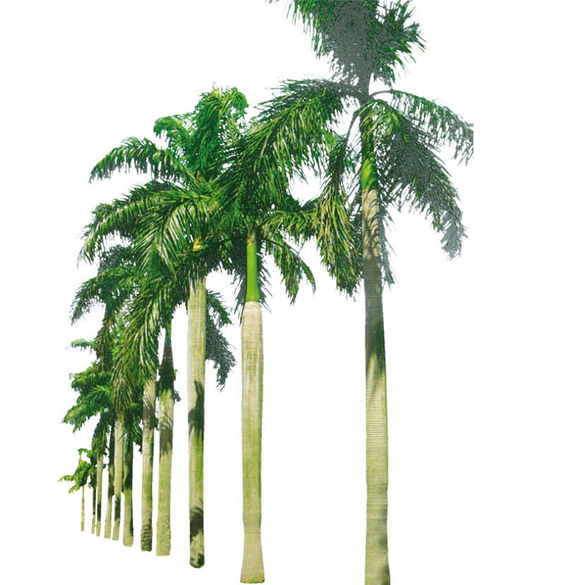 Palm Trees In A Row Png Image Purepng Free Transparent Cc Png | The ...