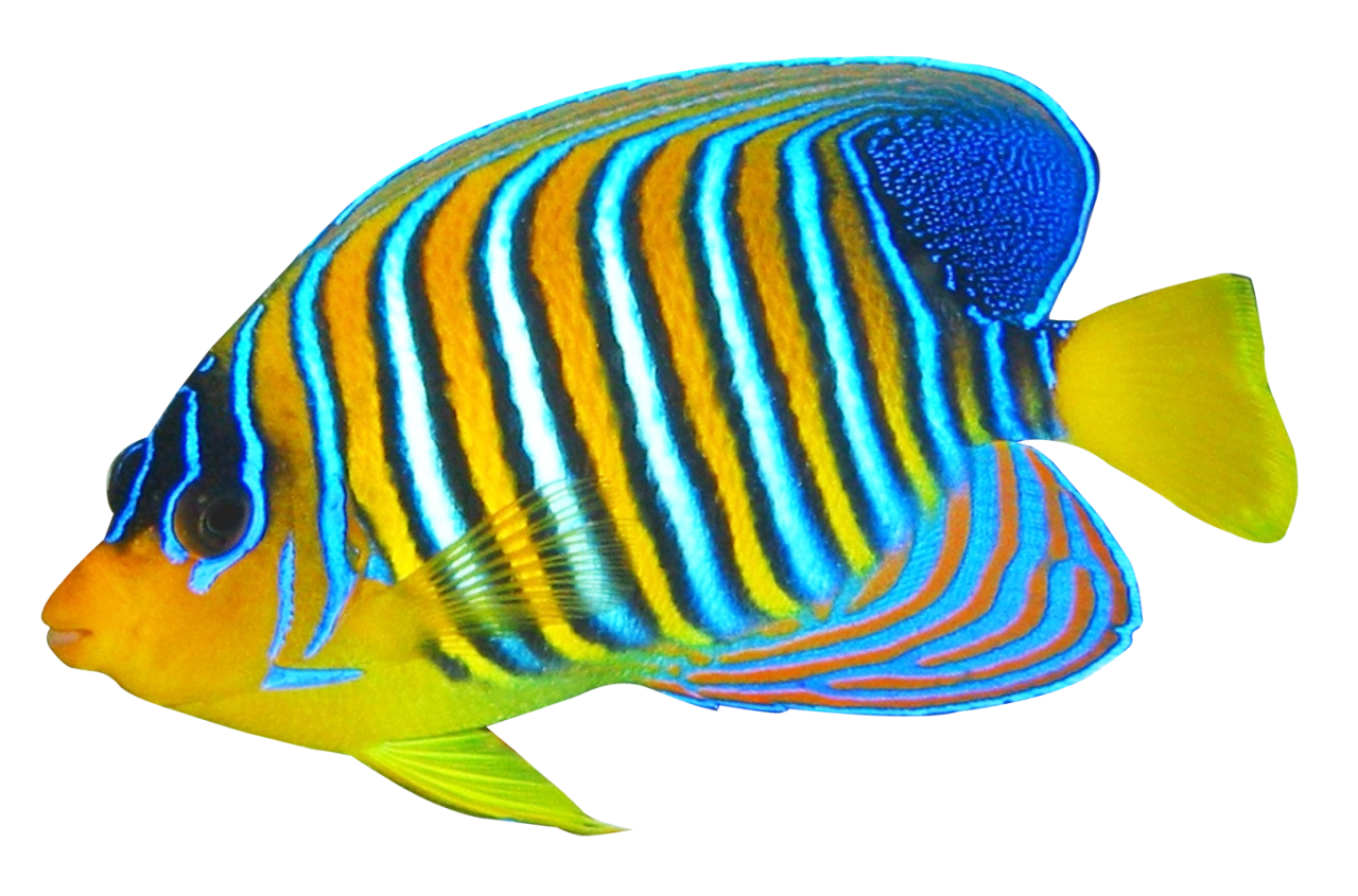 Transparent School Fish
