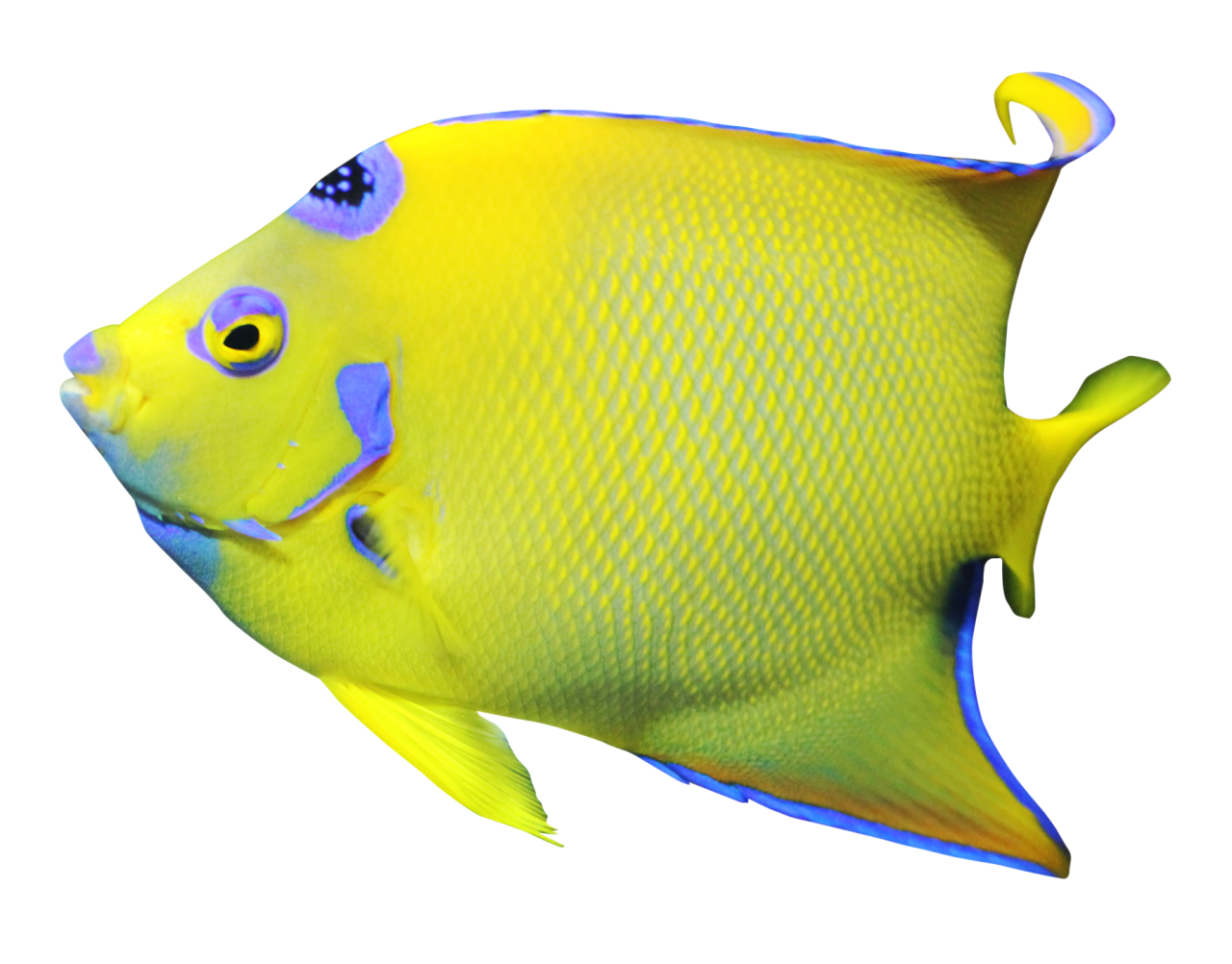 Angelfish Png Image Purepng Free Transparent Cc0 Png - vrogue.co