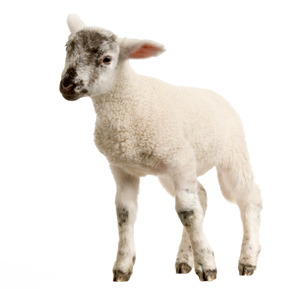 Baby Lamb Png Image Purepng Free Transparent Cc0 Png Image Library Images