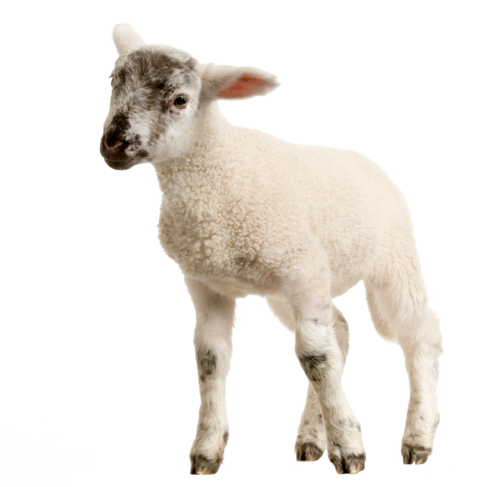 Baby Lamb Png | Free PNG Image