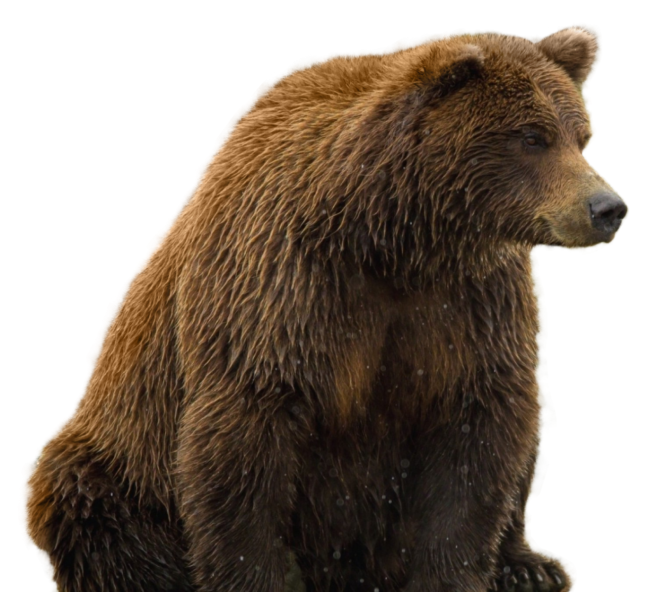 Bear PNG Image - PurePNG | Free transparent CC0 PNG Image Library