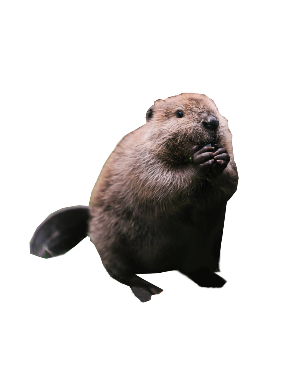 Beaver Standing PNG Image - PurePNG | Free transparent CC0 PNG Image