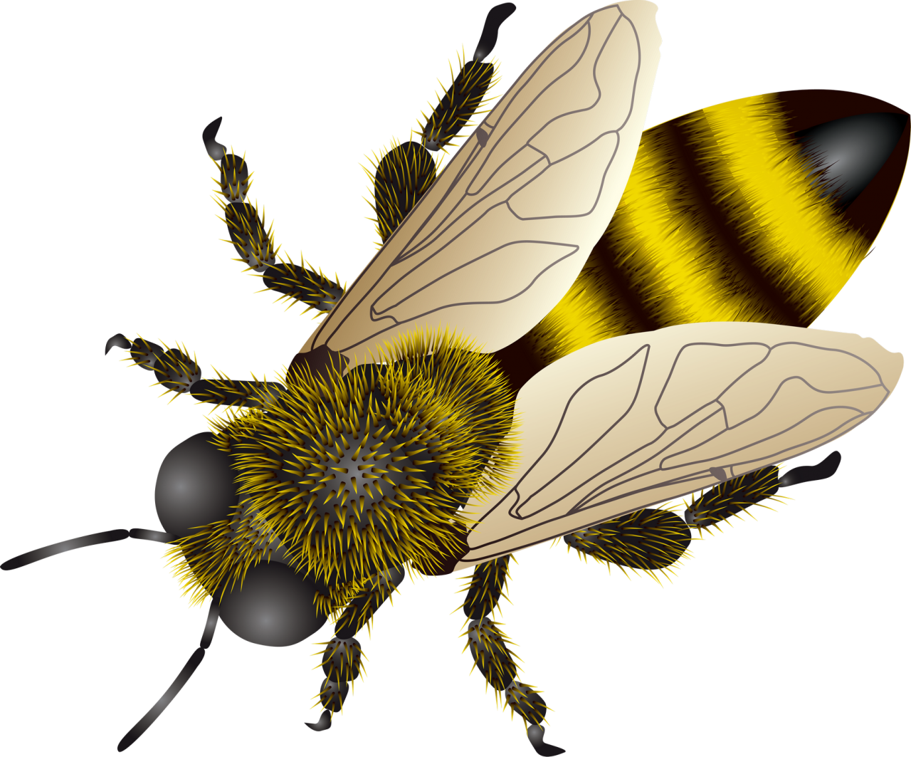 Bee PNG Image - PurePNG | Free transparent CC0 PNG Image Library