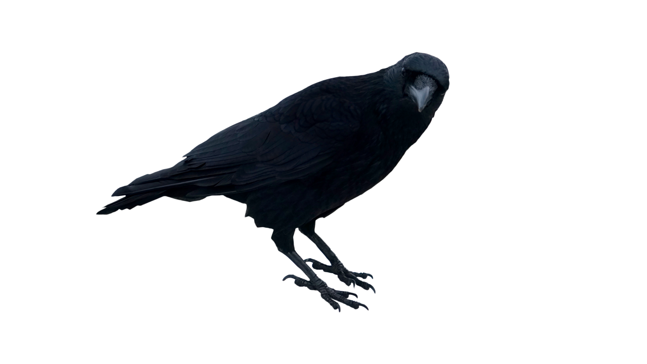 Black Crow Standing PNG Image - PurePNG | Free transparent CC0 PNG ...